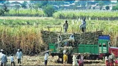 At present, around 158 sugar mills in the state are engaged in crushing of sugarcane. (Pic for representation)