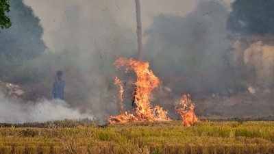 To date in Punjab, Bathinda and its adjoining eight districts, including Sangrur and Barnala, have reported 15,558 cases which was 53% of total stubble burning cases of 29,400. (HT File)