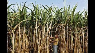 Te price of all types of sugarcane was fixed by the central government at  ₹305 per quintal. (Reuters file photo)