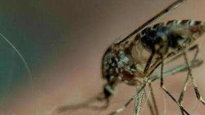 According to the public health department’s data, there were no deaths reported due to dengue in the month of October and until November 6. (AFP) According to the public health department’s data, there were no deaths reported due to dengue in the month of October and until November 6. (AFP)
