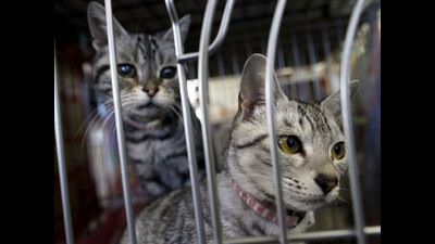 The Pune and Pimpri-Chinchwad municipal corporations on Friday passed resolution making registration of pet cats mandatory. (HT FILE PHOTO)