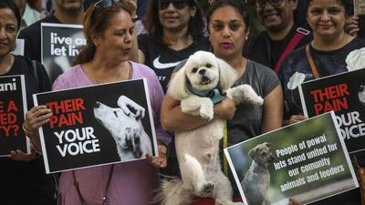 Animal lovers display placards during the silent gathering to request the Nagpur bench of the Bombay High Court to revoke its ruling against the feeding of stray dogs at Powai in Mumbai (Pratik Chorge/HT File Photo) Animal lovers display placards during the silent gathering to request the Nagpur bench of the Bombay High Court to revoke its ruling against the feeding of stray dogs at Powai in Mumbai (Pratik Chorge/HT File Photo)