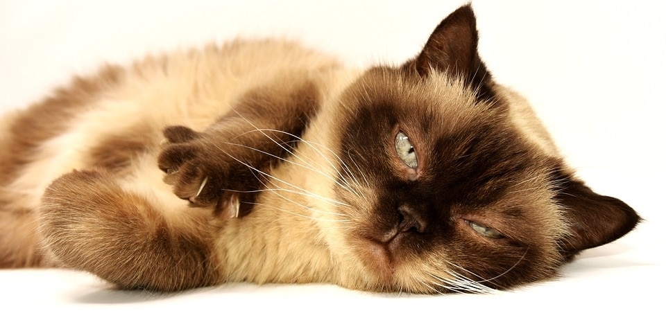 It's extremely devastating for any pet parent to know about their cat suffering from a disease, especially cancer. (Pixabay) It's extremely devastating for any pet parent to know about their cat suffering from a disease, especially cancer. (Pixabay)