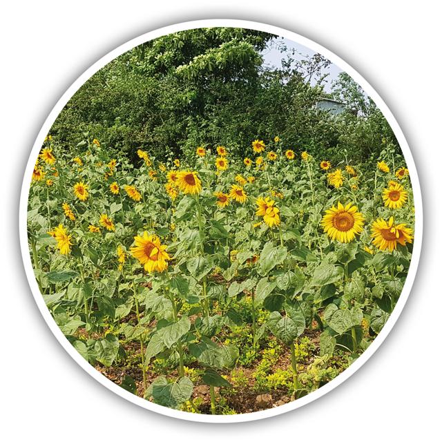 A field full of sunflowers A field full of sunflowers