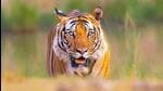 A tiger was seen moving from the eastern fringe of the Rajaji Tiger Reserve (RTR) to the forests on its western fringe through the corridor (Representative Image) A tiger was seen moving from the eastern fringe of the Rajaji Tiger Reserve (RTR) to the forests on its western fringe through the corridor (Representative Image)