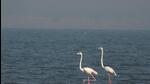 Effluents, sewage pose a serious threat to waterbird species across Maha wetlands Effluents, sewage pose a serious threat to waterbird species across Maha wetlands
