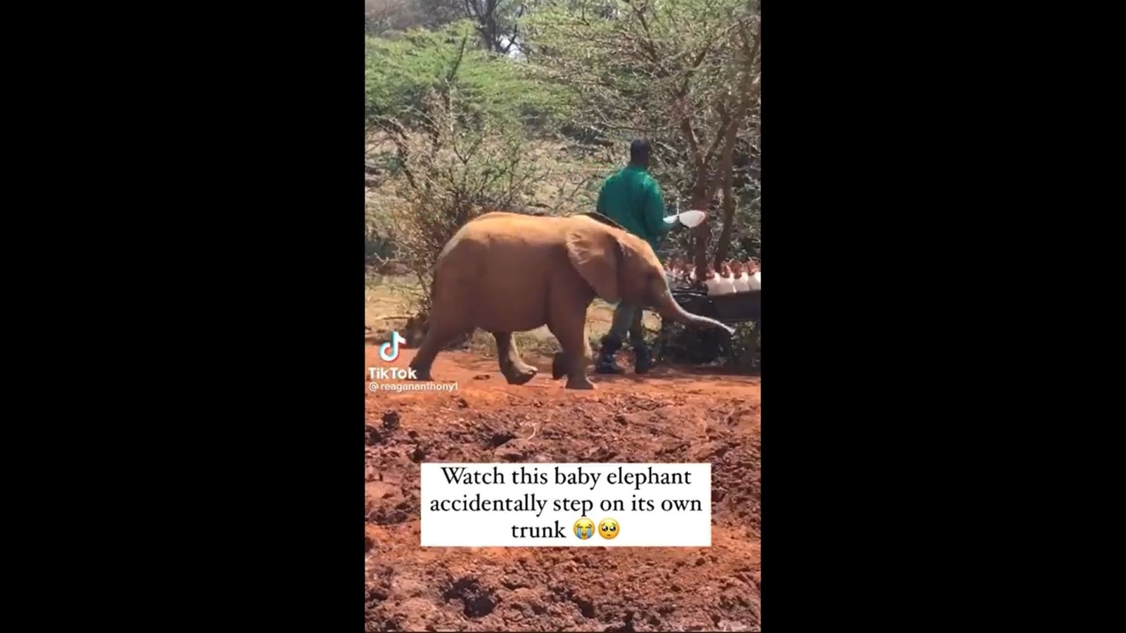 Bayi gajah menginjak belalainya sambil berlari.  Apakah Anda sudah melihat video yang bagus?  |  umum