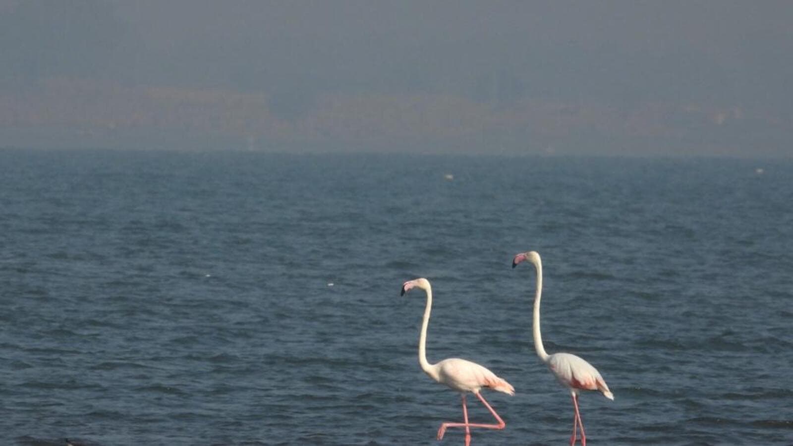 Effluents, sewage pose a serious threat to waterbird species across Maha wetlands