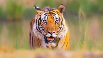 A tiger was seen moving from the eastern fringe of the Rajaji Tiger Reserve (RTR) to the forests on its western fringe through the corridor (Representative Image) A tiger was seen moving from the eastern fringe of the Rajaji Tiger Reserve (RTR) to the forests on its western fringe through the corridor (Representative Image)