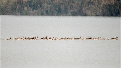 A huddle of migratory greylag geese in transit at Sukhna Lake on Tuesday. (PHOTO: LALIT MOHAN BANSAL) A huddle of migratory greylag geese in transit at Sukhna Lake on Tuesday. (PHOTO: LALIT MOHAN BANSAL)