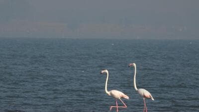 Effluents, sewage pose a serious threat to waterbird species across Maha wetlands Effluents, sewage pose a serious threat to waterbird species across Maha wetlands