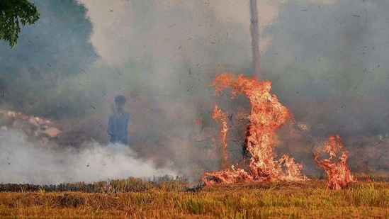 The NHRC has asked the Delhi government to apprise about the steps taken to control open burning.