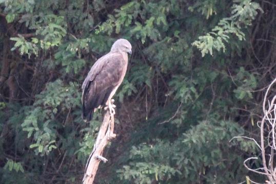 A long-distance shot of the lesser fish eagle at Sukhna. (PHOTO: LALIT MOHAN BANSAL) A long-distance shot of the lesser fish eagle at Sukhna. (PHOTO: LALIT MOHAN BANSAL)