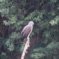 A long-distance shot of the lesser fish eagle at Sukhna. (PHOTO: LALIT MOHAN BANSAL) A long-distance shot of the lesser fish eagle at Sukhna. (PHOTO: LALIT MOHAN BANSAL)