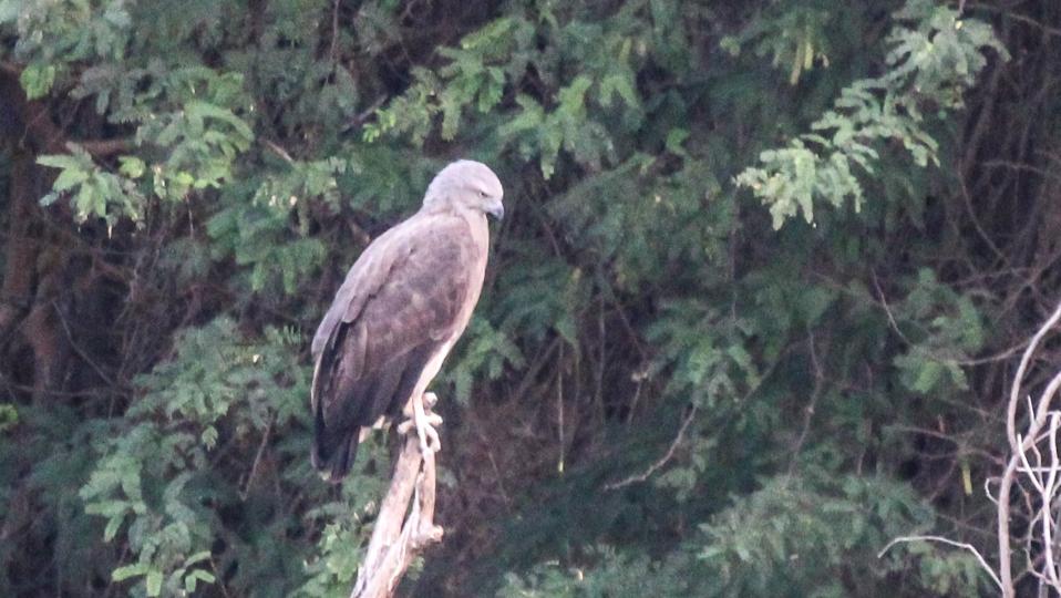 A long-distance shot of the lesser fish eagle at Sukhna. (PHOTO: LALIT MOHAN BANSAL) A long-distance shot of the lesser fish eagle at Sukhna. (PHOTO: LALIT MOHAN BANSAL)
