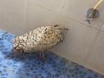 A migratory houbara bustard from UAE after being rescued in Maharashtra's coastal Sindhudurg district. A migratory houbara bustard from UAE after being rescued in Maharashtra's coastal Sindhudurg district.