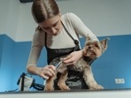 Top 10 best dog-grooming clippers