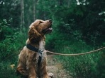 dog harness and leash for dog