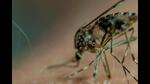 A total 593 dengue cases have been reported within city limits this year (REPRESENTATIVE IMAGE) A total 593 dengue cases have been reported within city limits this year (REPRESENTATIVE IMAGE)