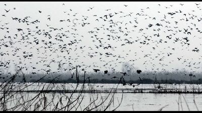 The migratory birds at Hokersar wetland spread over an area of 13.54 sq km in central Kashmir’s Srinagar and Budgam districts. (HT File) The migratory birds at Hokersar wetland spread over an area of 13.54 sq km in central Kashmir’s Srinagar and Budgam districts. (HT File)