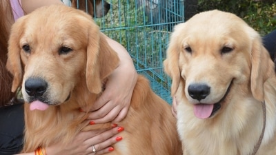 The authority has also made anti rabies vaccination of pet dogs mandatory. ((file image)) The authority has also made anti rabies vaccination of pet dogs mandatory. ((file image))
