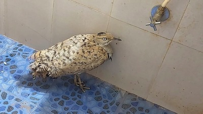 A migratory houbara bustard from UAE after being rescued in Maharashtra's coastal Sindhudurg district. (PTI) A migratory houbara bustard from UAE after being rescued in Maharashtra's coastal Sindhudurg district. (PTI)