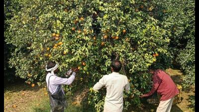 As the harvesting of kinnow, Punjab’s “king fruit”, has begun, orchardists hope for a good return even as its production is expected to dip significantly this time.