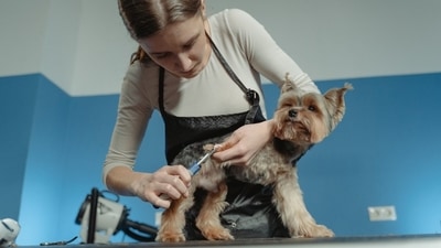 what are the best professional dog grooming clippers