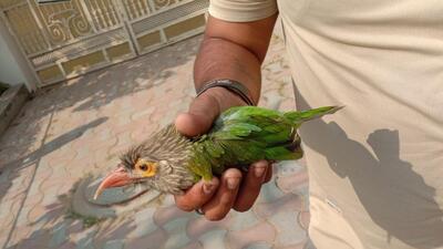 Gurugram, India - November 13, 2022: Firefighters and National Highway Authority of India (NHAI) officials saved the rarest species of bird identified as Brown Headed Barbet. The bird got entangled with a kite thread and was gasping for life at Sector 15, in Gurugram, India, on Sunday, 13 November 2022. (Photo by Parveen Kumar/ Hindustan Times) Gurugram, India - November 13, 2022: Firefighters and National Highway Authority of India (NHAI) officials saved the rarest species of bird identified as Brown Headed Barbet. The bird got entangled with a kite thread and was gasping for life at Sector 15, in Gurugram, India, on Sunday, 13 November 2022. (Photo by Parveen Kumar/ Hindustan Times)