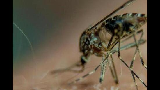 A total 593 dengue cases have been reported within city limits this year (REPRESENTATIVE IMAGE) A total 593 dengue cases have been reported within city limits this year (REPRESENTATIVE IMAGE)