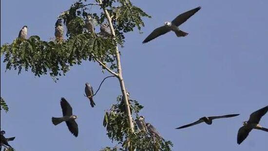 Amur falcons usually arrive in large numbers in northeast India during October and leave the region in November after having enough food for their non-stop flight to Africa where they spend their winters. (AP File Photo)