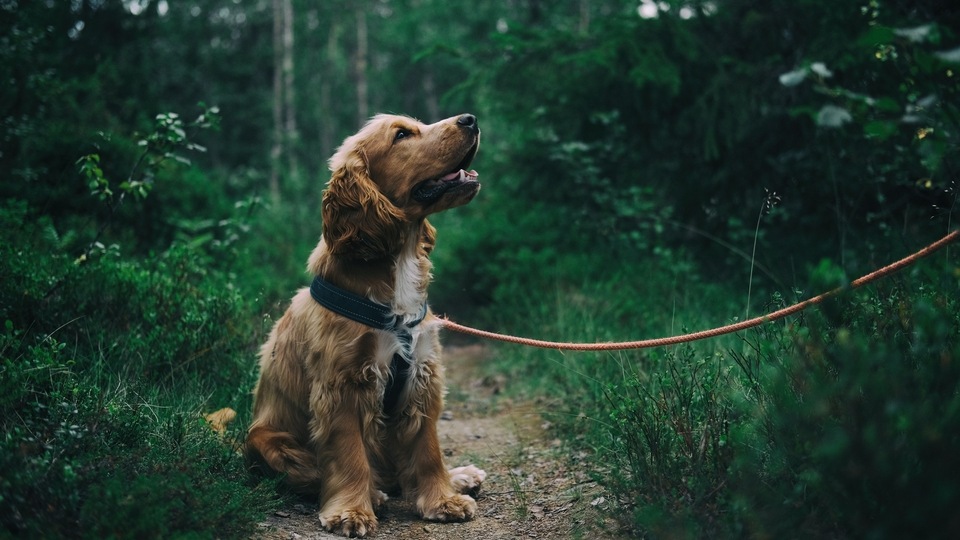 Top 10 dog harness and leash for dog parents