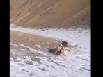 The image, taken from the viral video, shows the cow sliding down the snowy mountain. (Twitter/@buitengebieden) The image, taken from the viral video, shows the cow sliding down the snowy mountain. (Twitter/@buitengebieden)