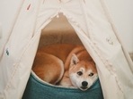 Comfy dog beds 