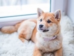 Anti flea spray for dogs