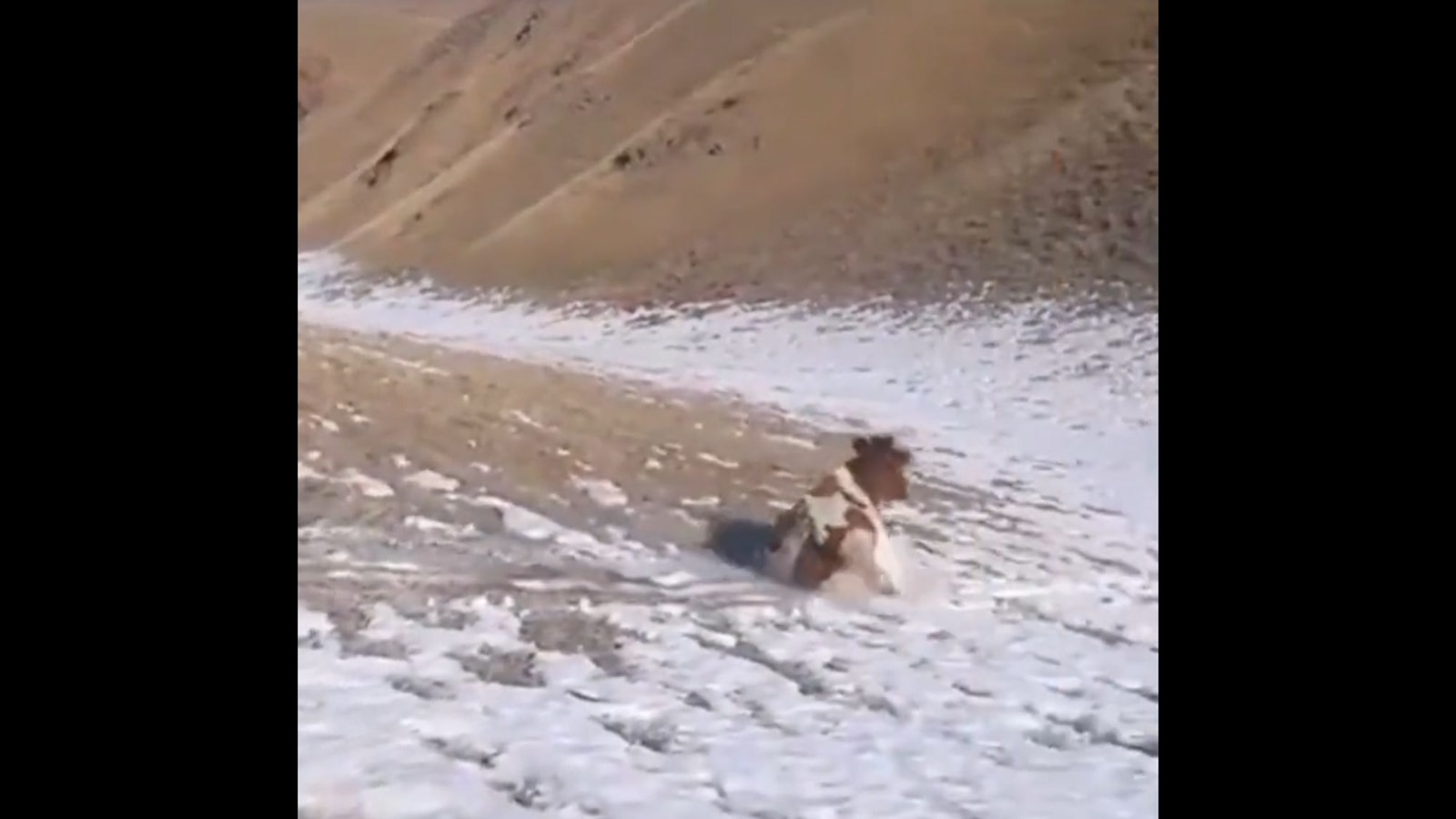Cow slides down snowy mountain perfectly, viral video will cure