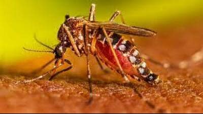 Dengue to be over as winter sets in: Experts (pic for representation)