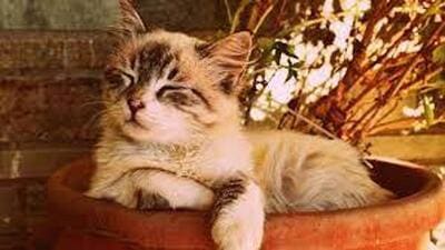Cat and kittens had piqued the gizmo sedulous generation. The help showered her orthodox hearsay, it is a good omen for the home, a cat ferociously guards her newborns, she scratches out the eyes of intruders and what not. (Representational Image/Pixabay) Cat and kittens had piqued the gizmo sedulous generation. The help showered her orthodox hearsay, it is a good omen for the home, a cat ferociously guards her newborns, she scratches out the eyes of intruders and what not. (Representational Image/Pixabay)