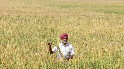 A recent PAU study has found that if the straw is cut and chopped and incorporated with soil it decomposes naturally and in 20 days the field is ready to sow wheat crop. (HT File) A recent PAU study has found that if the straw is cut and chopped and incorporated with soil it decomposes naturally and in 20 days the field is ready to sow wheat crop. (HT File)