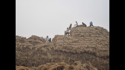 Haryana’s basmati belt fights farm fires with manual harvesting Haryana’s basmati belt fights farm fires with manual harvesting