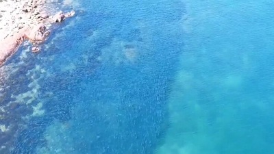 The image, taken from the viral Facebook video, shows the school of salmon moments before the dolphins swim through it. (Facebook/@Trapman Bermagui)