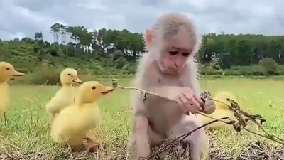 Baby monkey enjoying with the brood of ducklings. (Twitter/@susantananda3) Baby monkey enjoying with the brood of ducklings. (Twitter/@susantananda3)