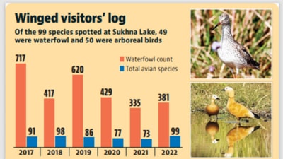As many as 99 avian species were spotted across the Inter State Chandigarh Region (ISCR), the highest since 2017. Of the total species spotted, 49 were waterfowl, while 50 species were arboreal birds. (HT file) As many as 99 avian species were spotted across the Inter State Chandigarh Region (ISCR), the highest since 2017. Of the total species spotted, 49 were waterfowl, while 50 species were arboreal birds. (HT file)