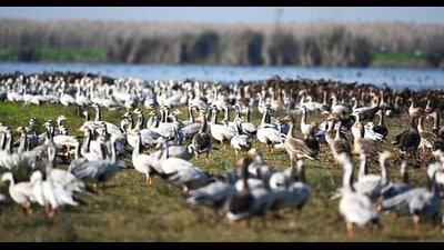 The wetland and the lake were formed by constructing the headworks across the Sutlej river in 1953. (HT photo) The wetland and the lake were formed by constructing the headworks across the Sutlej river in 1953. (HT photo)