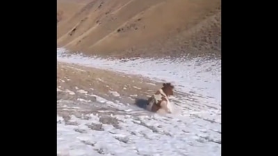 The image, taken from the viral video, shows the cow sliding down the snowy mountain. (Twitter/@buitengebieden) The image, taken from the viral video, shows the cow sliding down the snowy mountain. (Twitter/@buitengebieden)