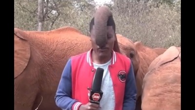 Elephant showering TV reporter Alvin Patterson Kaunda with kisses. (Instagram/@sheldricktrust) Elephant showering TV reporter Alvin Patterson Kaunda with kisses. (Instagram/@sheldricktrust)