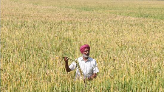 A recent PAU study has found that if the straw is cut and chopped and incorporated with soil it decomposes naturally and in 20 days the field is ready to sow wheat crop. (HT File)