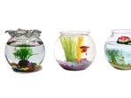 Having a fish bowl at home is very soothing.