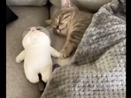 Cute cat sleeping with a toy.(Instagram/@Meowed) Cute cat sleeping with a toy.(Instagram/@Meowed)