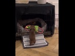 Dog climbs bed through mini stairs.(Instagram/@arlohotdog) Dog climbs bed through mini stairs.(Instagram/@arlohotdog)